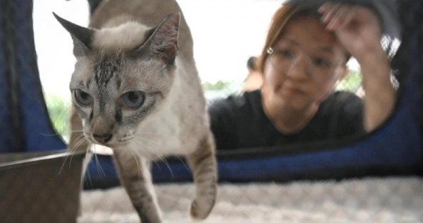 Skema lisensi Cat mulai berlaku pada 1 September; hingga 2 diperbolehkan di setiap flat HDB, Singapore News